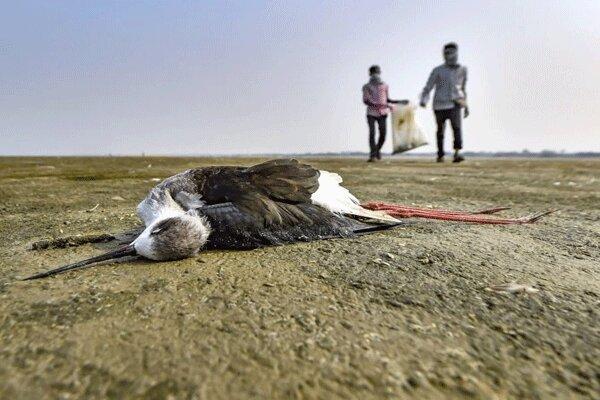 مرگ مشکوک هزاران پرنده در راجستان هند
