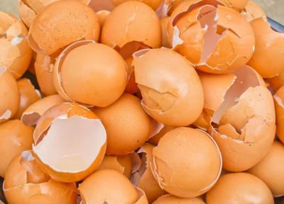 دست نگه دارید! 8 دلیلی که نباید پوست تخم مرغ را دور بیندازیم