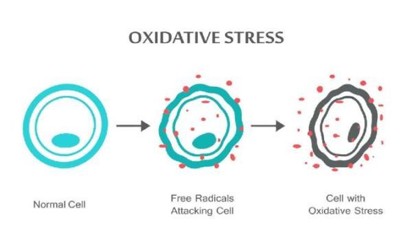 راجع به استرس اکسیداتیو چه میدانید؟
