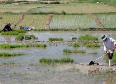 کشت برنج در منطقه ها مختلف کشور با تشخیص کارگروه سازگاری با کم آبی استان ها معین می شود