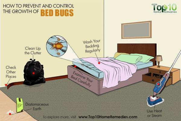 چگونه از هجوم حشرات به رختخواب جلوگیری کنیم؟