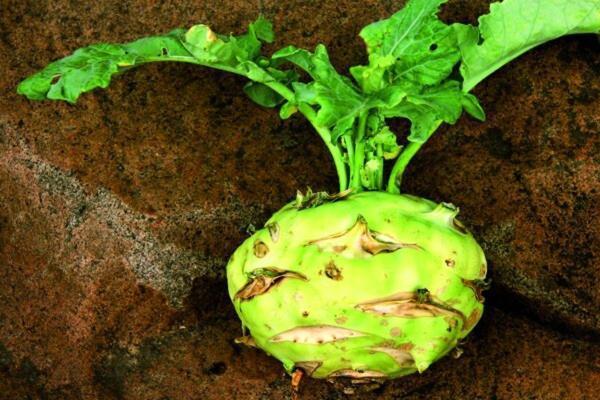 طرز تهیه آبگوشت کلم قمری