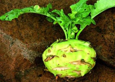 طرز تهیه آبگوشت کلم قمری